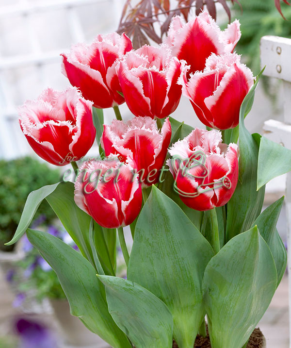 チューリップ カナスタ1球植え芽出し3号深ポッ...の詳細画像4