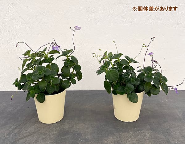 (わけあり特価)ストレプトカーパス サクソルム...の詳細画像1