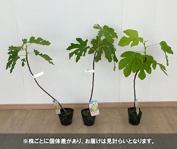 果樹の苗/イチジク：ロングドゥート4号ポット｜engei｜05