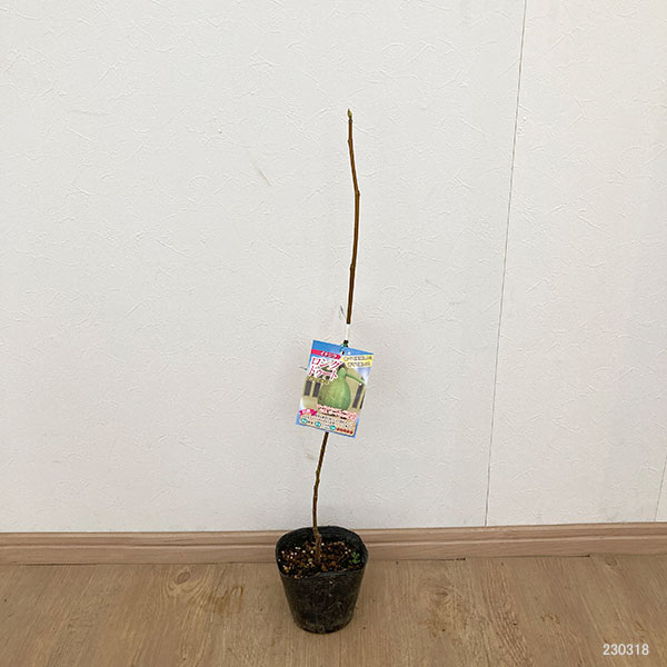 果樹の苗/イチジク：ロングドゥート4号ポット｜engei｜02