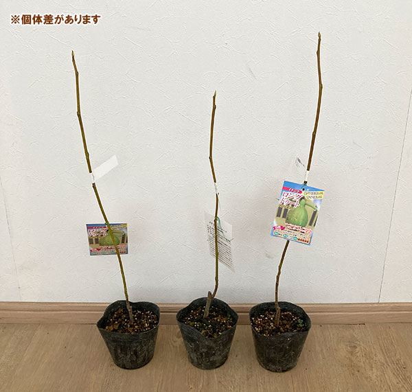 果樹の苗/イチジク：ロングドゥート4号ポット｜engei｜03