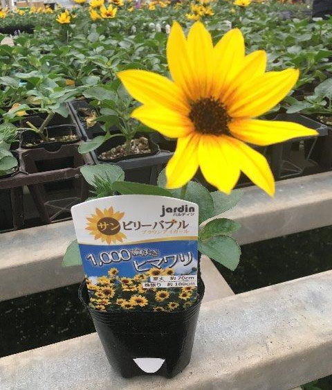 草花の苗 ヒマワリ サンビリーバブル・ブラウンアイガール3号ポット 関連画像4