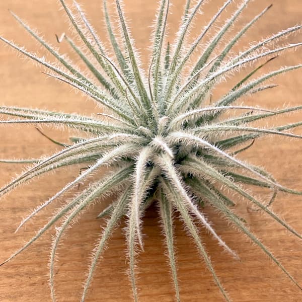 Top【選抜株】多肉植物　25347テクトラム　54個　鉢無し/脱土 エアープランツ テクトラムの商品一覧 通販 - Yahoo!ショッピング