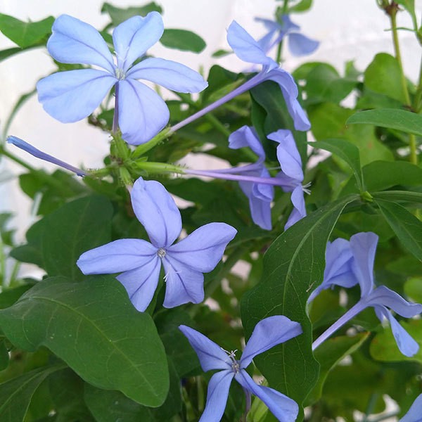 プルンバーゴ（ルリマツリ） ブルーとホワイト5号鉢 2色寄せ植え