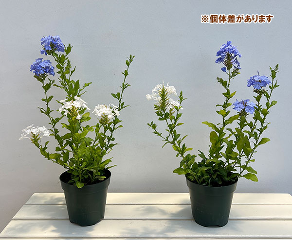 ルリマツリ 苗のおすすめ人気商品一覧 通販 - Yahoo!ショッピング