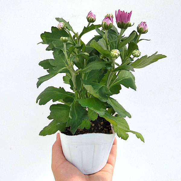 ポットマム 菊（苗） | 花、ガーデニング のおすすめ人気商品