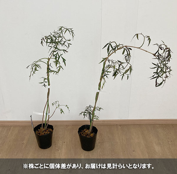 花木 庭木の苗 西洋ニワトコ(エルダーフラワー...の詳細画像3
