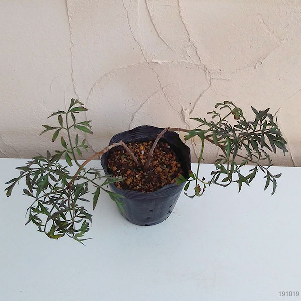 花木 庭木の苗 西洋ニワトコ(エルダーフラワー...の詳細画像5