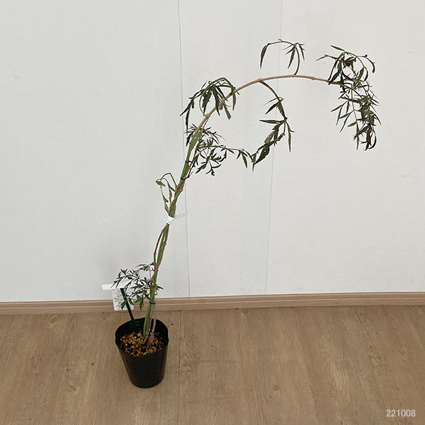 花木 庭木の苗 西洋ニワトコ(エルダーフラワー...の詳細画像1