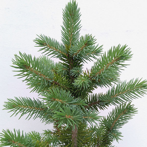 花木 庭木の苗 ピセア プンゲンス（プンゲンストウヒ）スーパーブルー