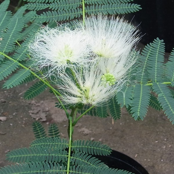 花木 庭木の苗 ネムノキ 白花 3.5号ポット : 園芸ネット - 通販