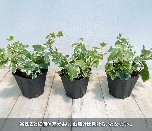 草花の苗 ヘデラ(アイビー) 天使の翼3.5号ポットの詳細画像5