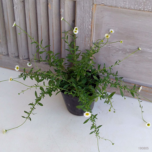 草花の苗 (わけあり特価)エリゲロン スターロ...の詳細画像3
