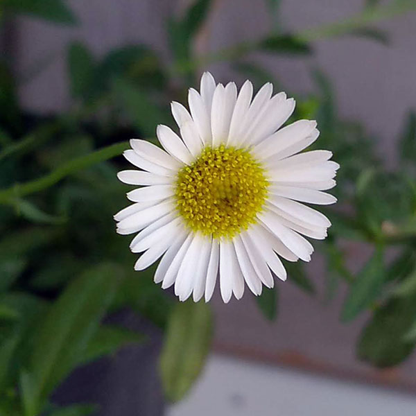 草花の苗 (わけあり特価)エリゲロン スターロ...の詳細画像1