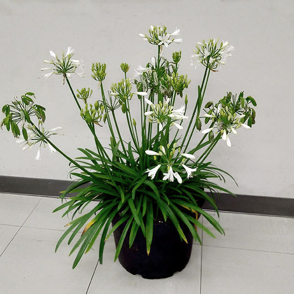 草花の苗/アガパンサス（四季咲き）：サマーラブホワイト3.5号ポット｜engei｜12