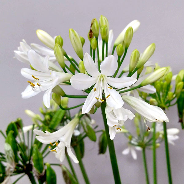 草花の苗/アガパンサス（四季咲き）：サマーラブホワイト3.5号ポット｜engei｜02