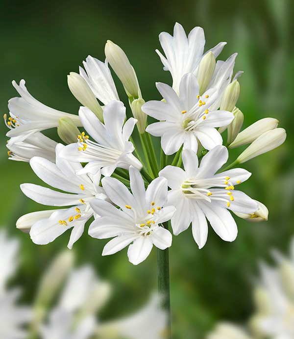 草花の苗/アガパンサス（四季咲き）：サマーラブホワイト3.5号ポット｜engei｜03