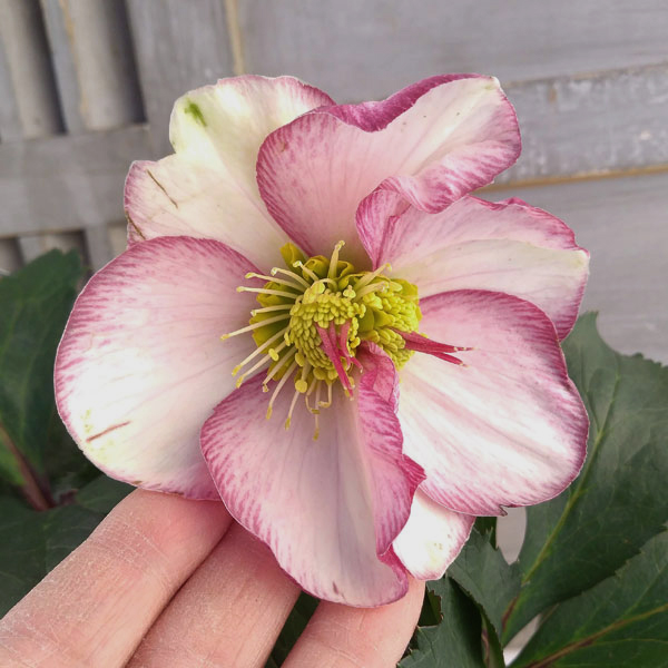 クリスマスローズ ピコティ（花の苗）｜苗 | 花、ガーデニング の