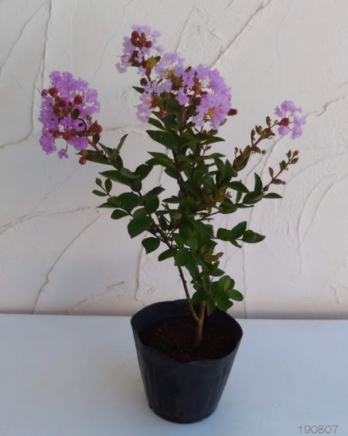 花木 庭木の苗 サルスベリ(百日紅) ウィズラ...の詳細画像4