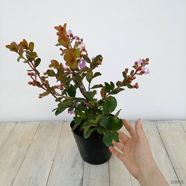 花木 庭木の苗 サルスベリ(百日紅) ウィズラ...の詳細画像1