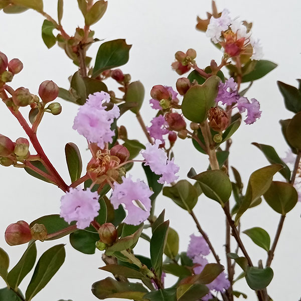 花木 庭木の苗 サルスベリ(百日紅) ウィズラ...の詳細画像2