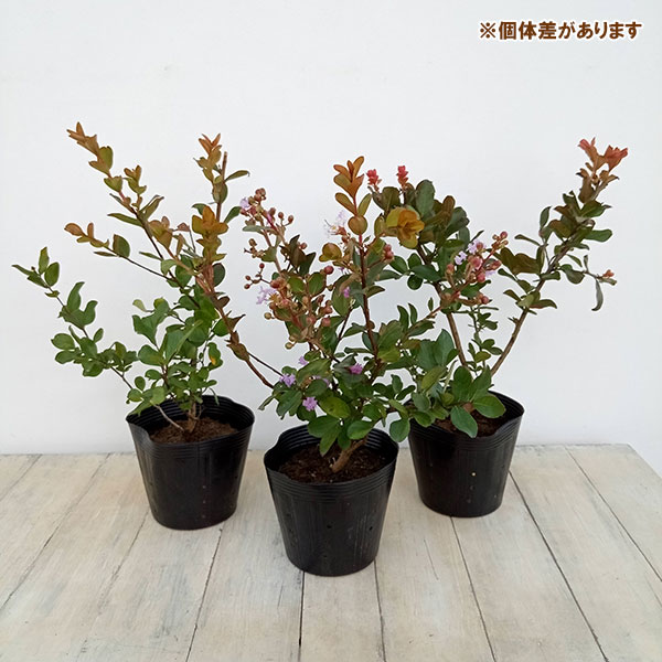 花木 庭木の苗 サルスベリ(百日紅) ウィズラ...の詳細画像3