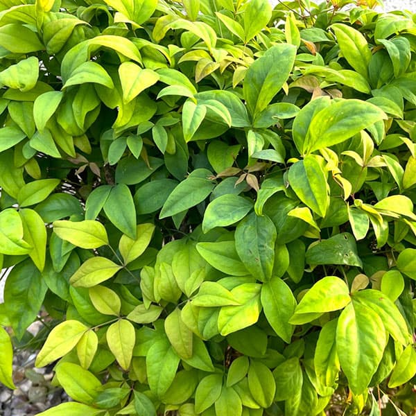 オタフクナンテン3-3.5号ポット 6株セット : 園芸ネット - 通販