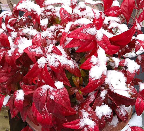 オタフクナンテン3-3.5号ポット 6株セット : 園芸ネット - 通販