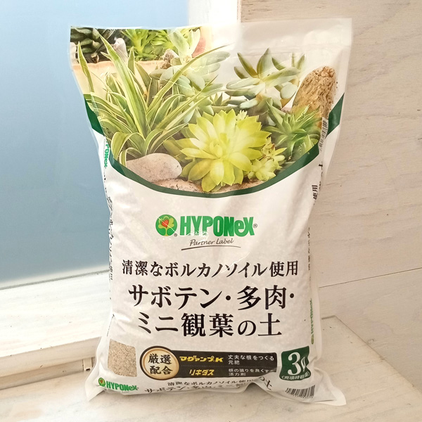 24時間以内発送　未使用美品多数　塊根•多肉•サボテン 多肉植物 柱サボテン（二本立） / 7寸・約H70cm