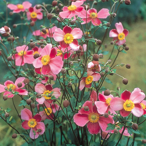 草花の苗 26年10月中下旬予約 シュウメイギ...の詳細画像3