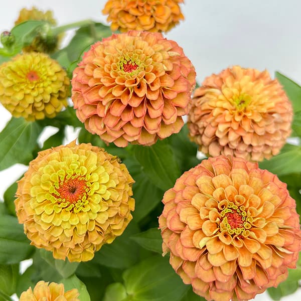 草花の苗 ジニア(百日草) クイーンライムオレ...の詳細画像4