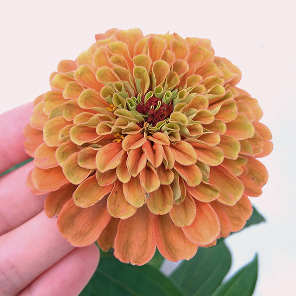 草花の苗 ジニア(百日草) クイーンライムオレ...の詳細画像3