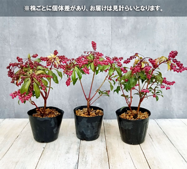 アセビの苗（花の苗）の商品一覧｜苗 | 花、ガーデニング 通販 - Yahoo