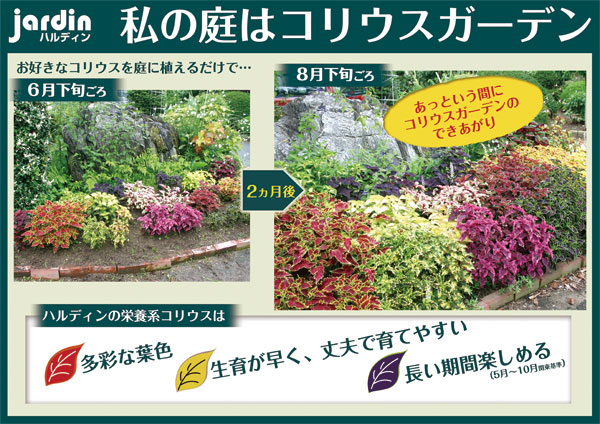 草花の苗 コリウス ミリオンレッド3号ポットの詳細画像1