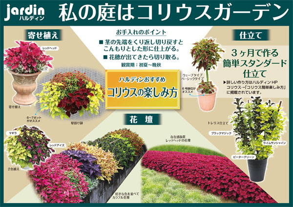 草花の苗 コリウス ミリオンレッド3号ポットの詳細画像3