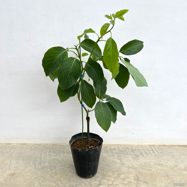 アボカド苗耐寒性のおすすめ人気商品一覧 通販 - Yahoo!ショッピング