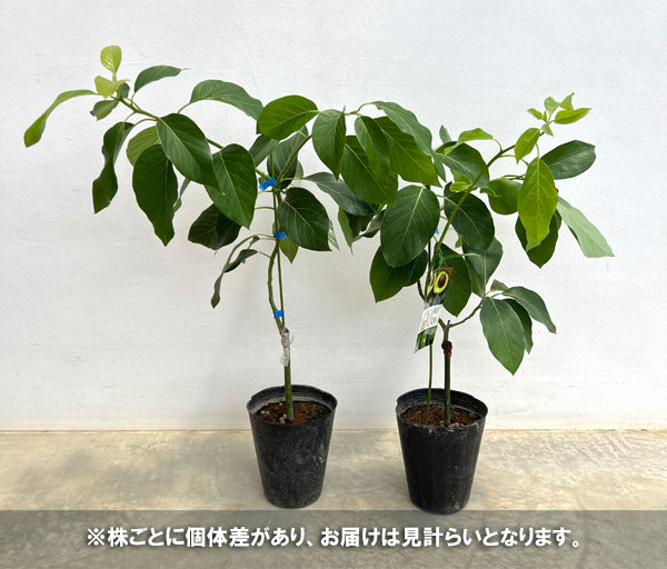 アボカド 接木苗 4品種セット 苗木・植木 アボカド 接木苗 4品種セット
