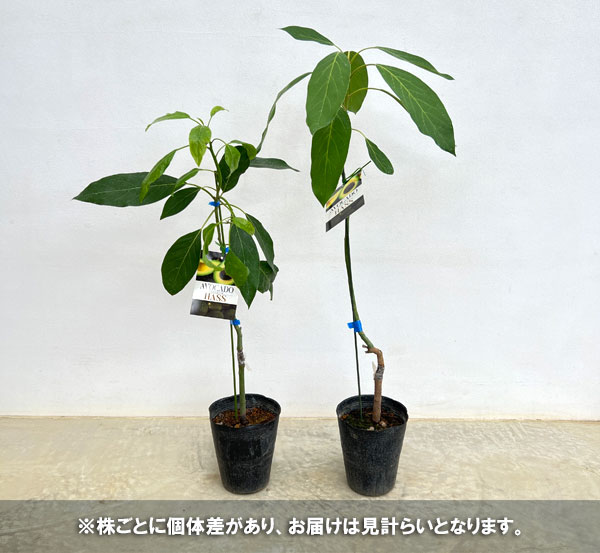 アボカド苗の商品一覧 通販 - Yahoo!ショッピング
