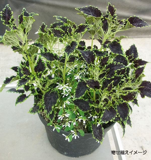 草花の苗 サマーセール (わけあり特価)コリウ...の詳細画像3