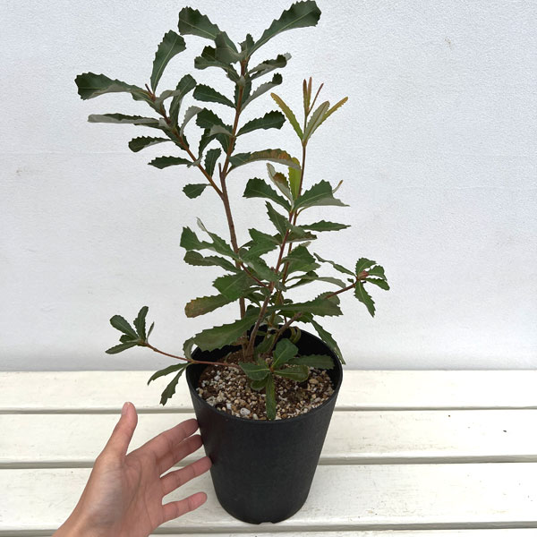 コーストバンクシア（花、ガーデニング）のおすすめ人気商品一覧 通販