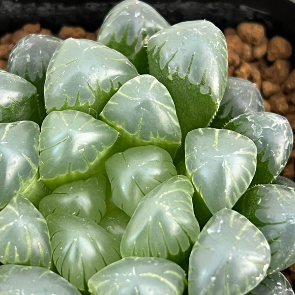 観葉植物 ハオルチア ドドソン紫オブツーサ 2...の詳細画像1
