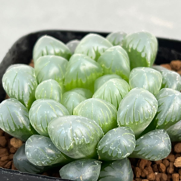 観葉植物 ハオルチア ドドソン紫オブツーサ 2...の詳細画像2