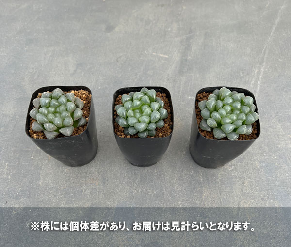 観葉植物 ハオルチア ドドソン紫オブツーサ 2...の詳細画像3