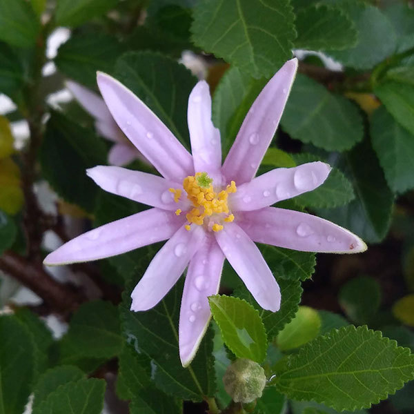 草花の苗 サマーセール グルーイア(スイレンボ...の詳細画像4