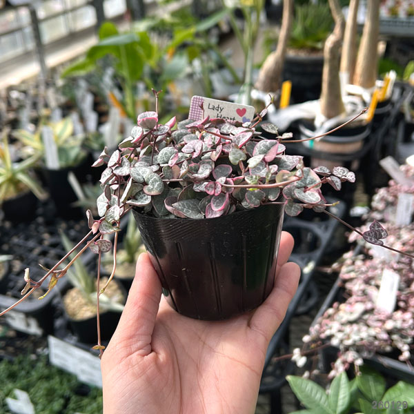 観葉植物 ハートカズラ(セロペギア・ウッディ)...の詳細画像1