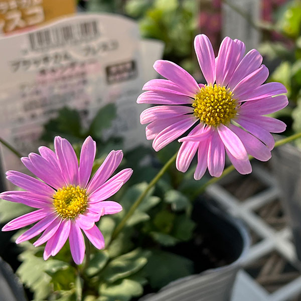 草花の苗 ブラキカム フレスコキャンディ3-3...の詳細画像3