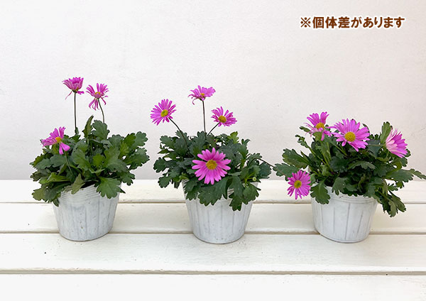草花の苗 ブラキカム フレスコキャンディ3-3...の詳細画像5