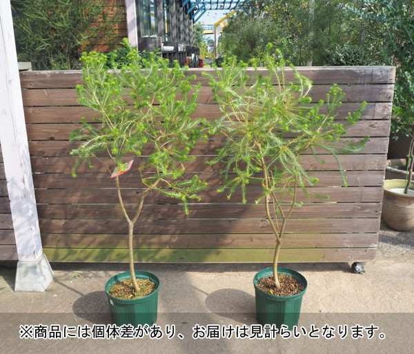 バンクシア ヒースバンクシア9号鉢植え 庭木の苗 送料無料 庭木の苗 送料無料 バンクシア ヒースバンクシア9号鉢植え 花木 Isi Edu Pa