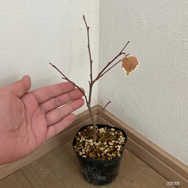 花木 庭木の苗/マルバノキ（丸葉の木）：恵那錦（エナニシキ） 3号ポット｜engei｜02