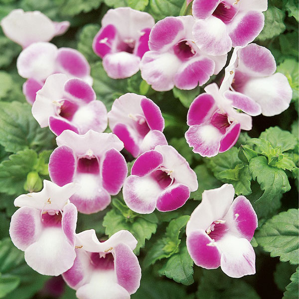 超美品 草花の苗 トレニア サマーミストピンクホワイト3号ポット 24株セット R Pvp 送料無料 爆売り Www Aproniaperu Com